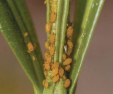 박주가리진딧물