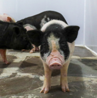 2025 휴애리 유채꽃 축제 동물 먹이 주기 체험 1