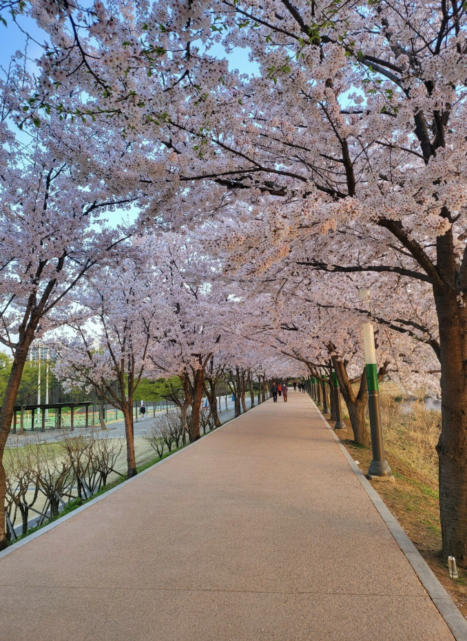 만석공원 벚꽃 수원 벚꽃 명소