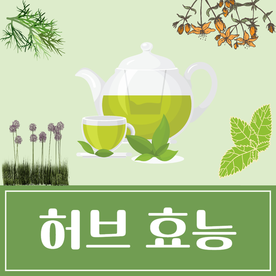허브 종류 효능