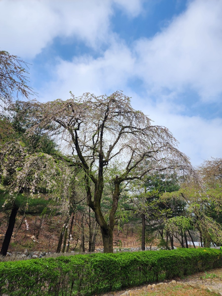 안양 수목원 이미지 사진
