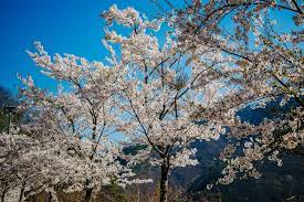 강원도 춘천댐 벚꽃 명소 베스트 5 벚꽃시기 만개시기 드라이브 코스