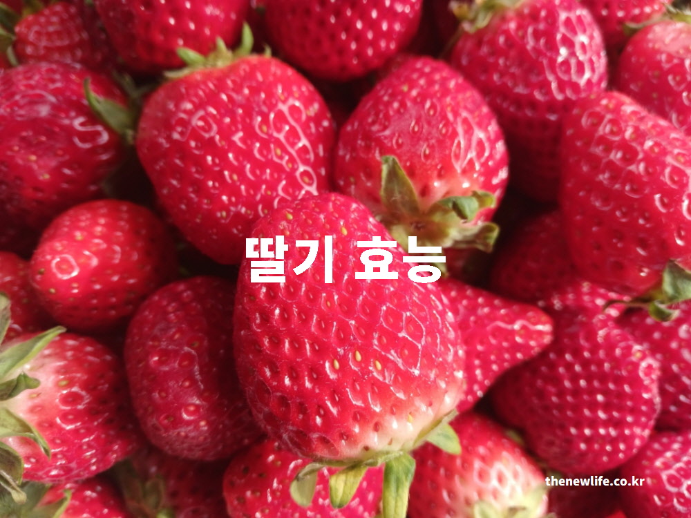 딸기 효능을 설명하는 대표 실사진