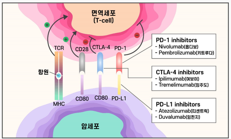 면역관문억제제