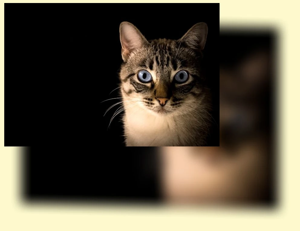 고양이 행동 이해_2_subsection