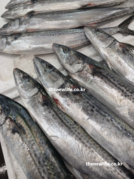 고지혈증에 좋은 음식 삼치 실물 사진