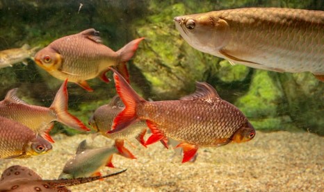 제주 동쪽 가볼만한곳 (아쿠아플라넷 제주)