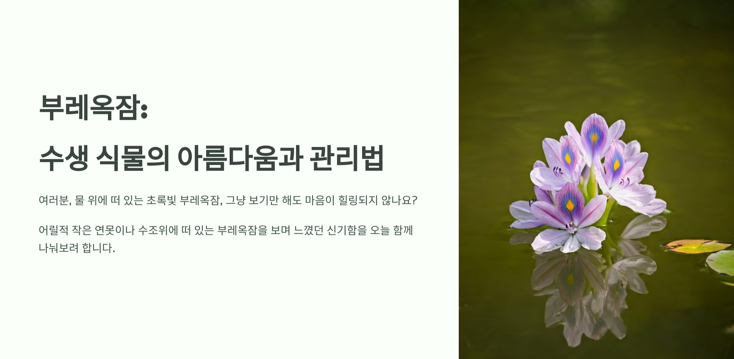 부레옥잠