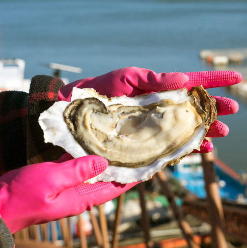 6시내고향 섬진강 강굴 벚굴 가격 및 구매방법 전남 광양 망덕수산
