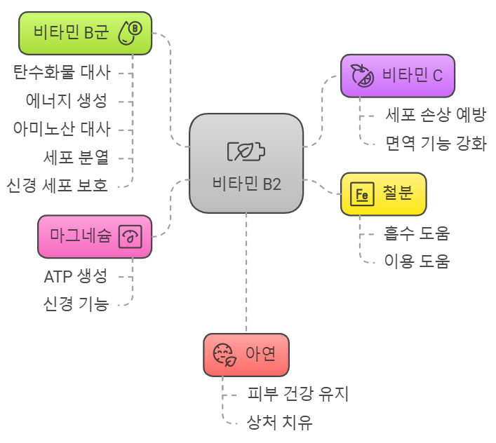 비타민 B2와 시너지 효과를 내는 영양소