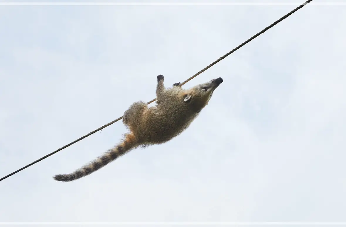 홍천-알파카월드-입장료-할인-이용-시간