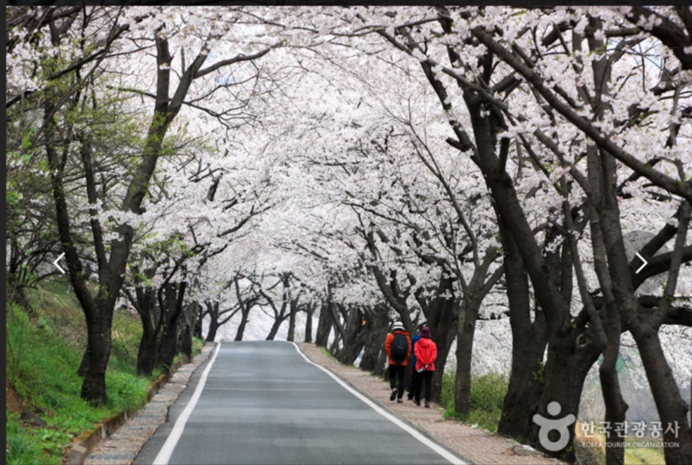 전국 벚꽃 명소 벚꽃길 핫플레이스 10곳 추천