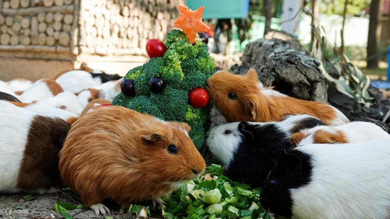 타이난 완피 월드 사파리 주 입장권 예매 대만 절약여행