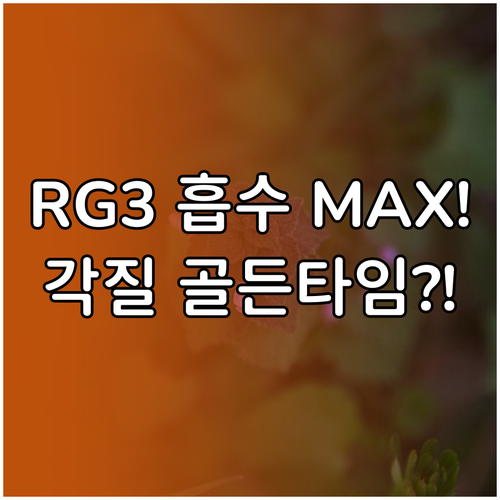 고혼진 RG3 성분 흡수율 최대치로 ..