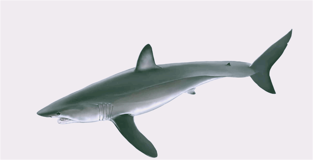 롱핀-마코상어1