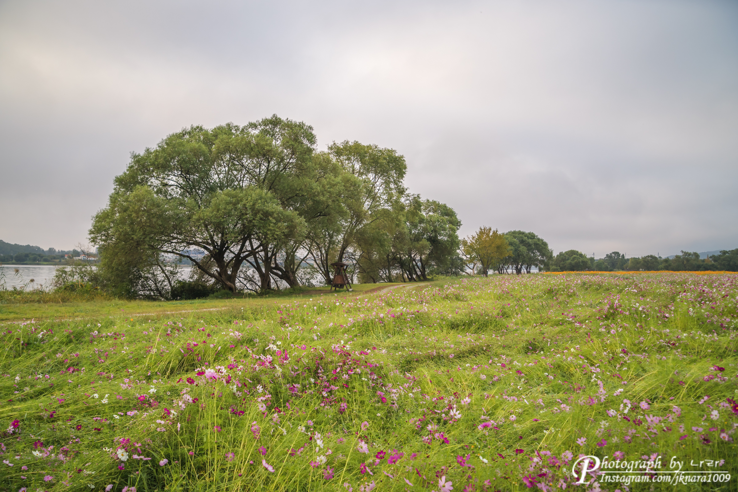 바람에 쓰러진 코스모스