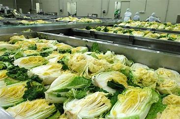 안전한 절임배추 사용법