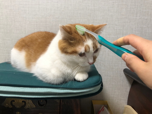 고양이칫솔그루밍