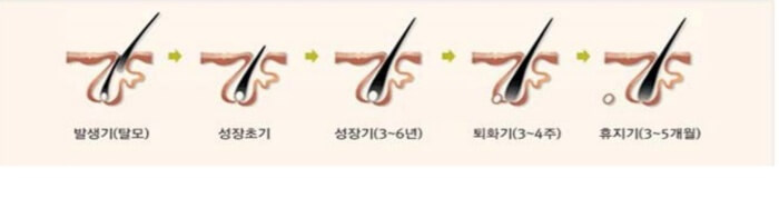 모발주기 이미지