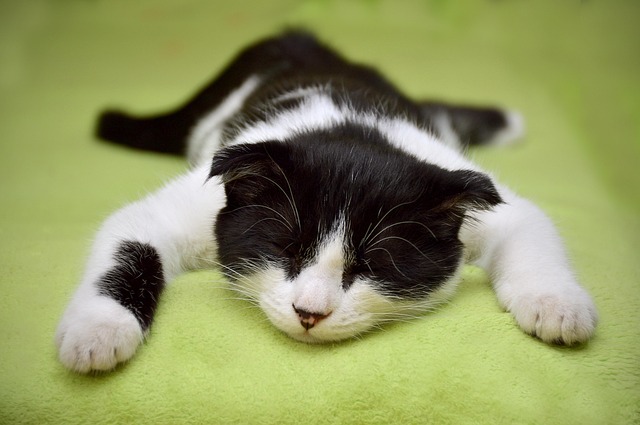 죽은 고양이 꿈 해몽(무료 꿈 해몽 풀이)