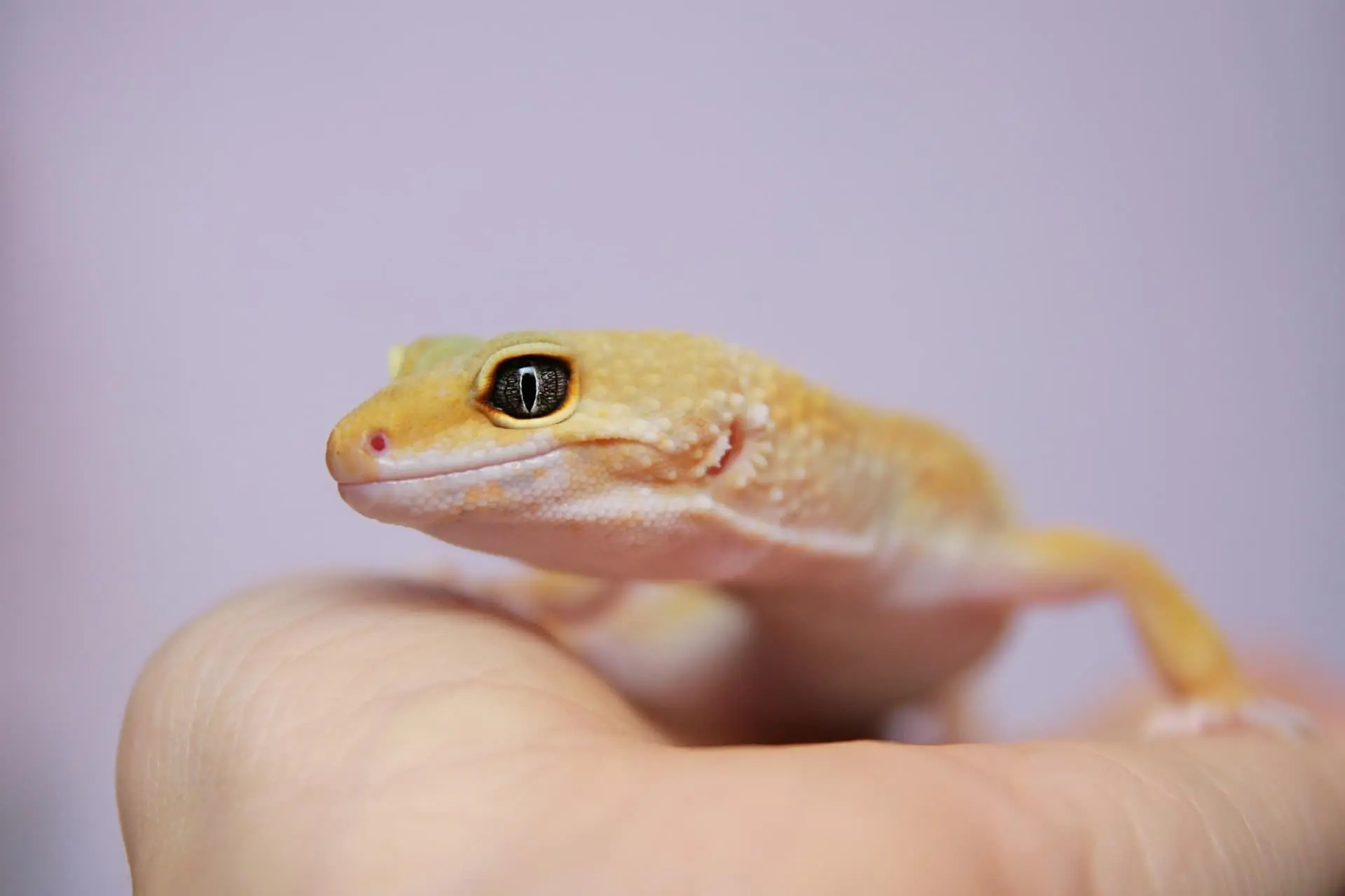 애완 도마뱀 키우기