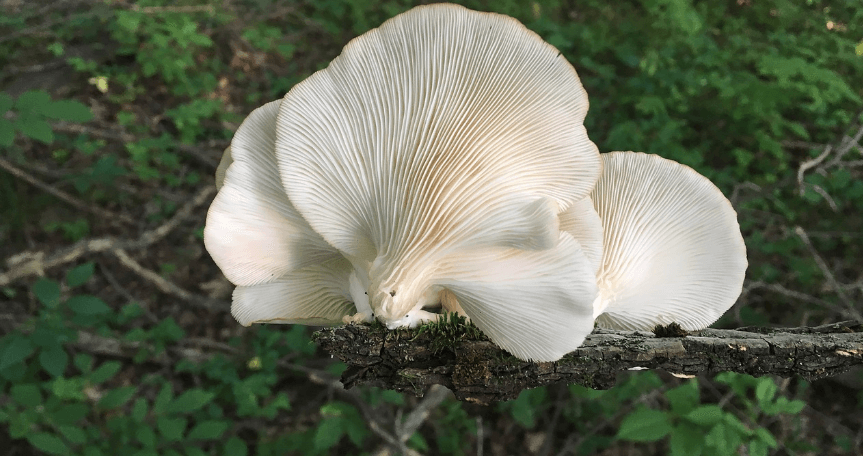 느타리 버섯 사진 - 10195