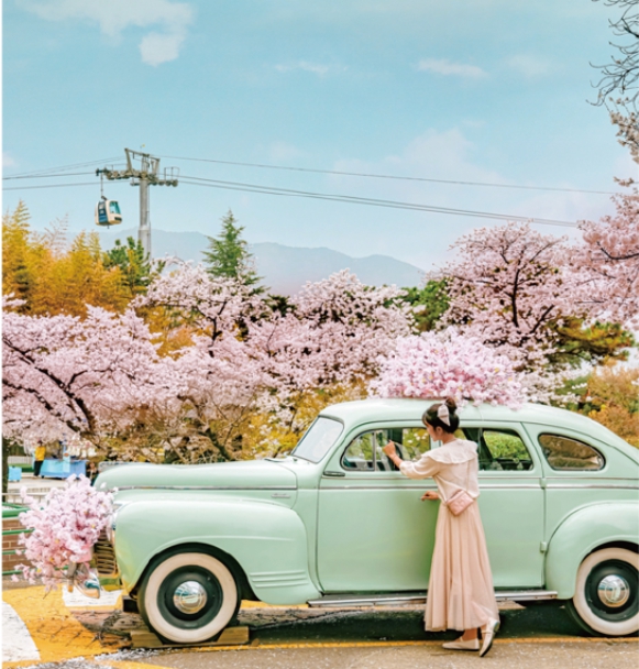 대구 이월드 벚꽃 관련이미지