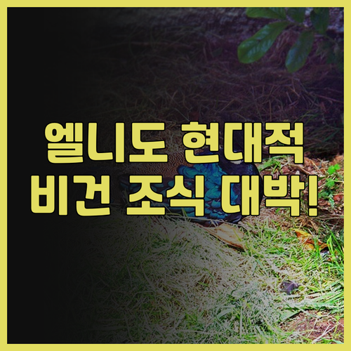 에이치 호텔 엘 니도 추천 후기 시내..