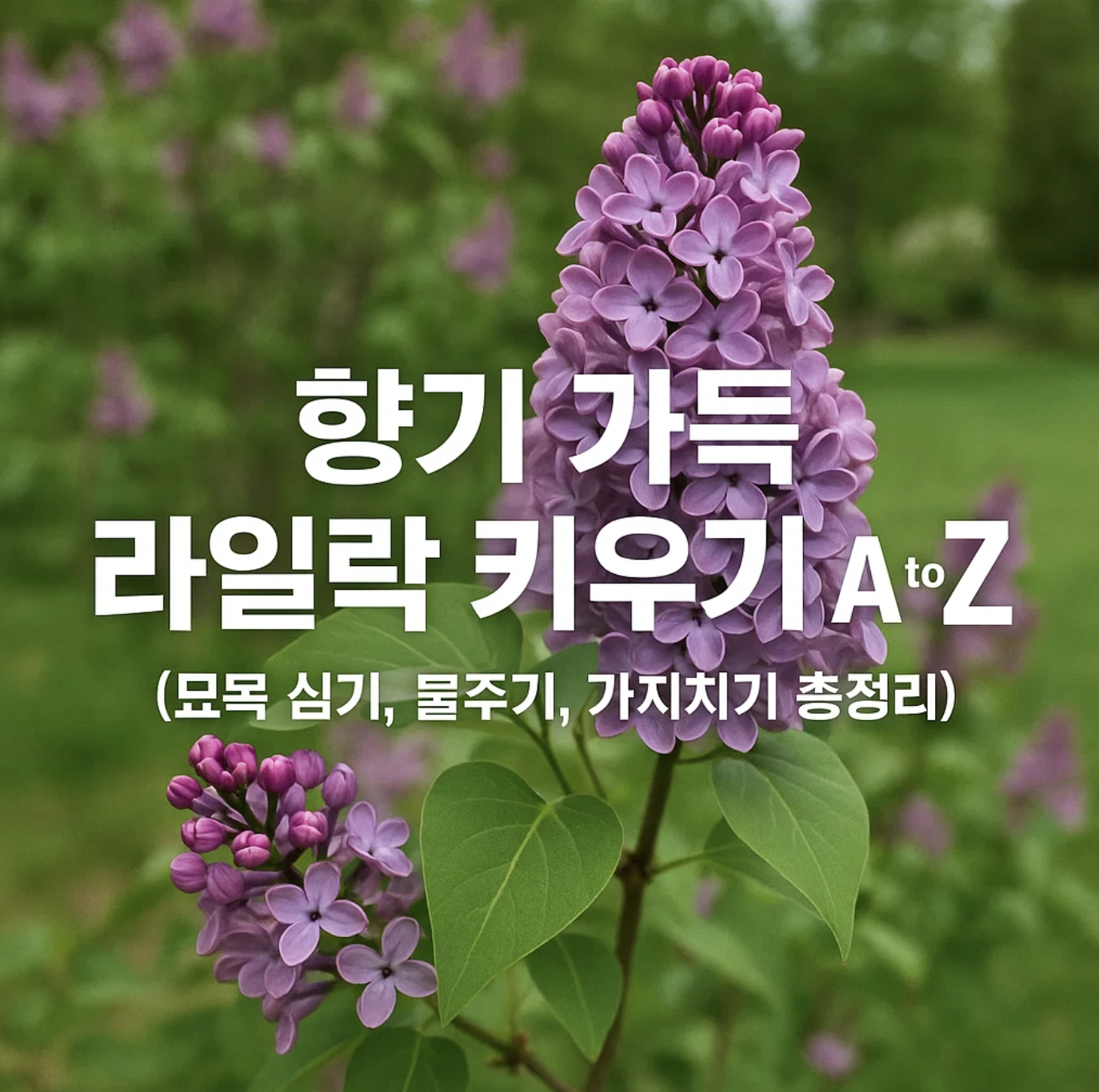 향기 가득 라일락 키우기 A to Z (묘목 심기, 물주기, 가지치기 총정리)