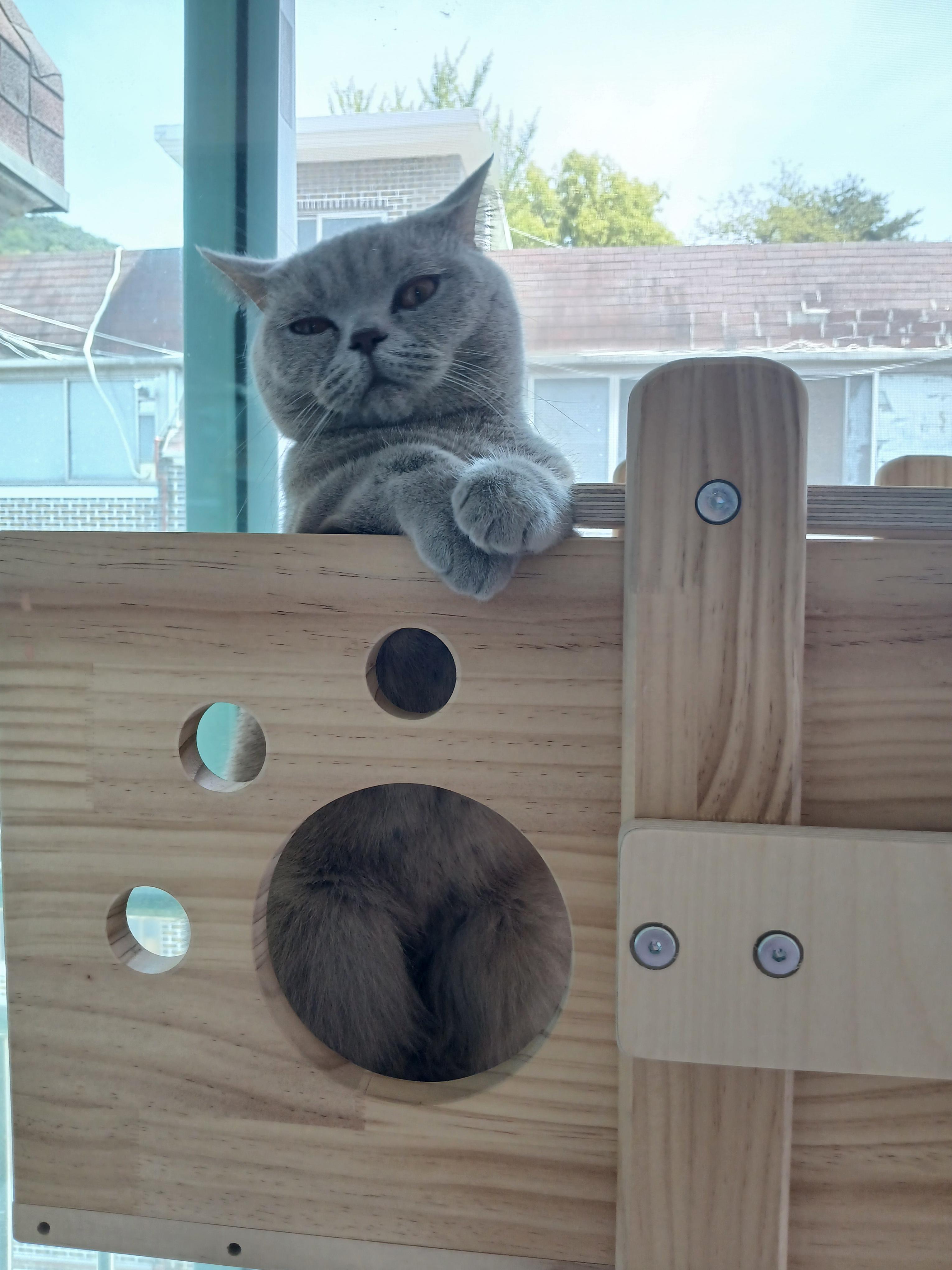 귀가할 때마다 누니가 좋아하는 캣타워 앞에서 인사를 나눕니다