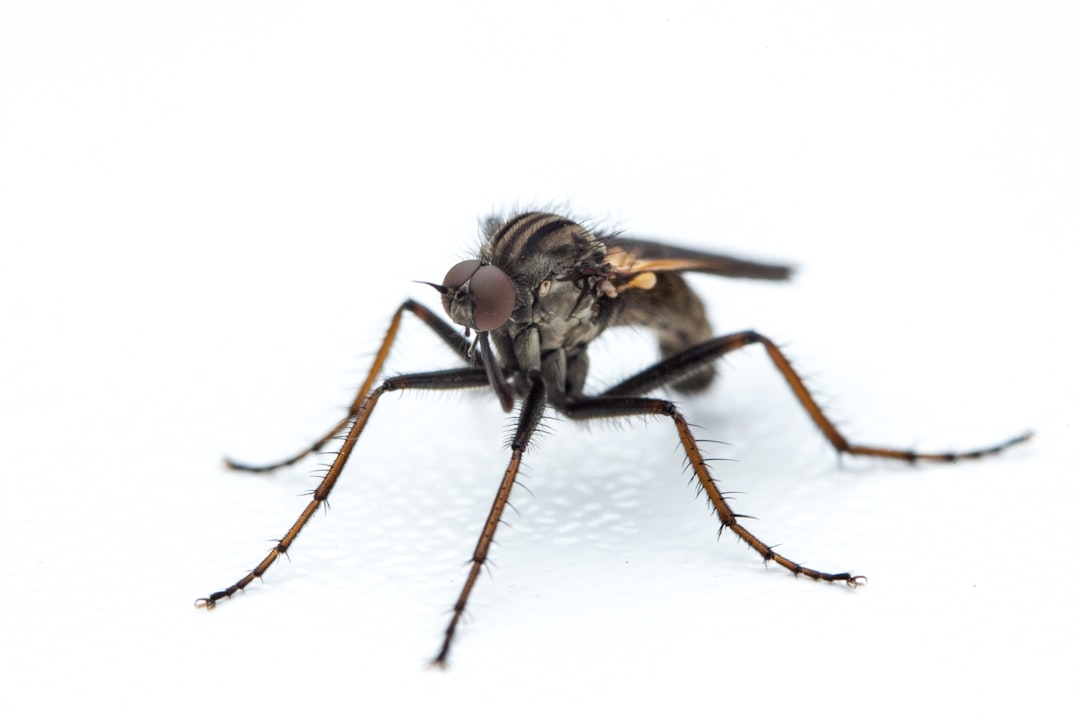 Mosquitoes