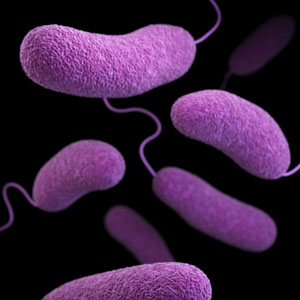 드시모네 유산균 - 고함량&amp;#44; 고품질