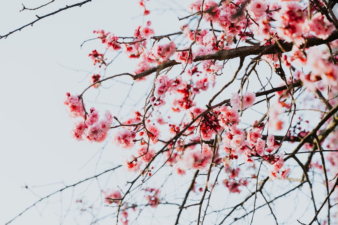 Blossoms