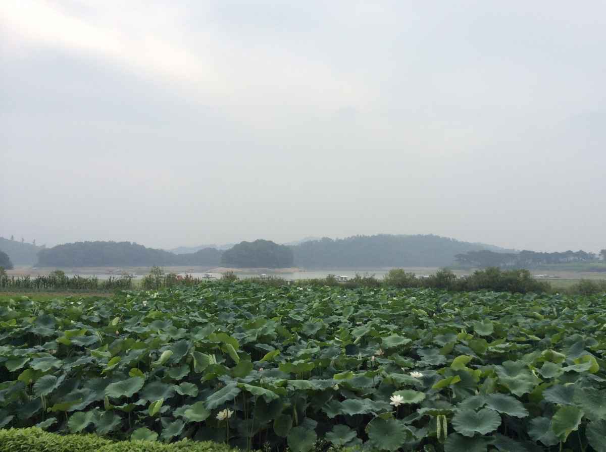 안성 고삼호수