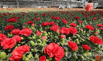 카네이션 재배 삽목 번식 거름 주기 연중 개화_8