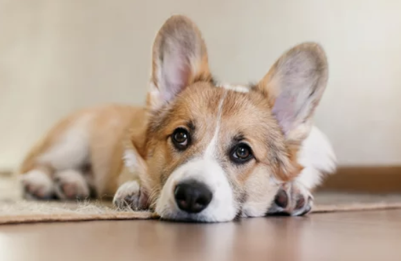 강아지 매트/출처:어도비스톡