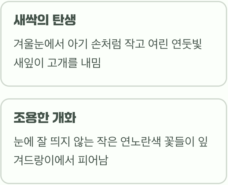 봄: 연둣빛 희망을 틔우다