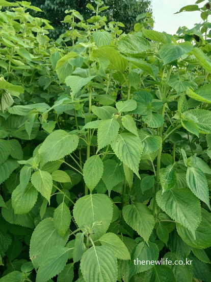 여름철 푸르게 자란 건강한 깻잎 밭