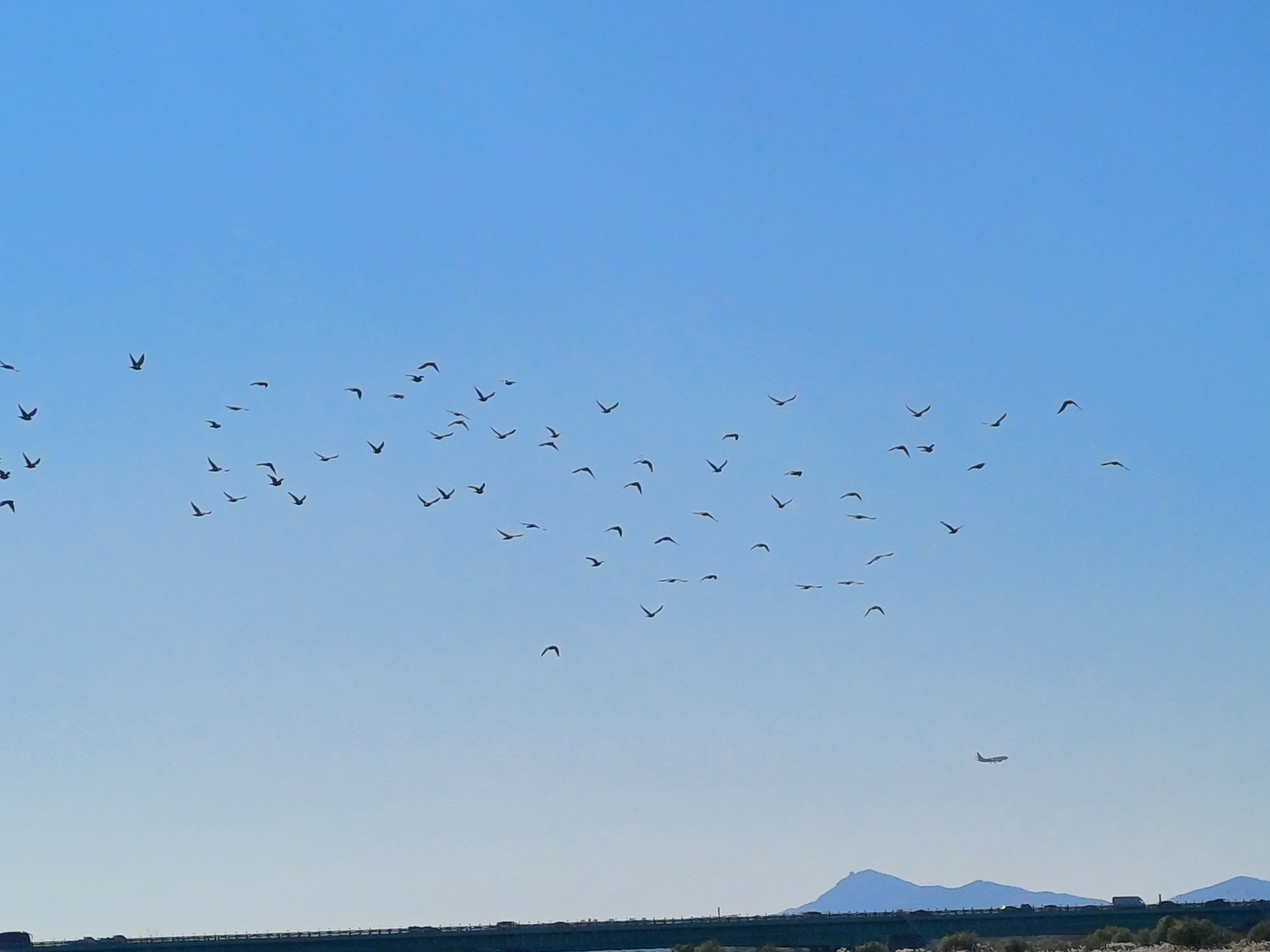 airplane coming in for landing, and the birds freely soaring