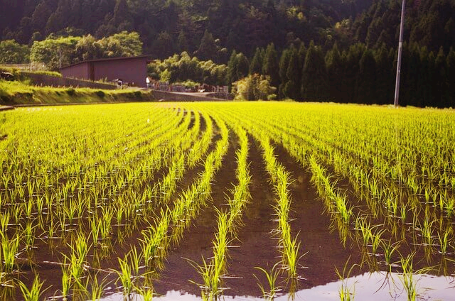 벼의 한살이 과정 확인하기