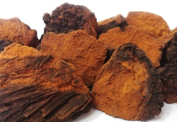 차가버섯 효능 및 부작용