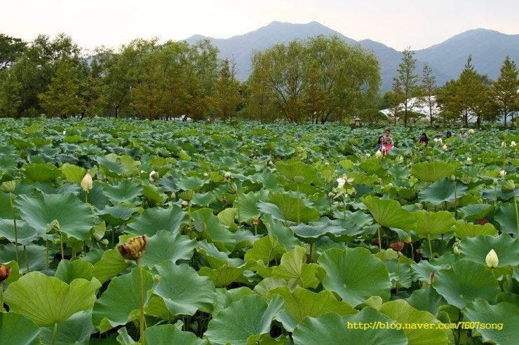 자연속 힐링! 가평&양평 아이랑 가기 좋은곳 BEST 5 관련 사진