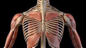 왼쪽 갈비뼈 아래 통증