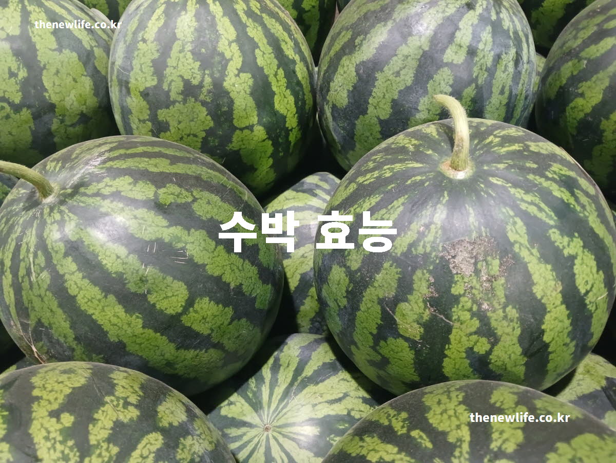 수박 효능 대표 실사진