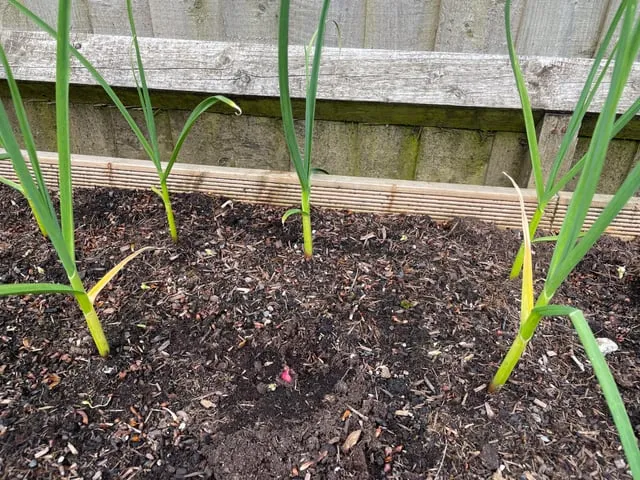 남부지방 마늘심는시기 핵심 가이드_1