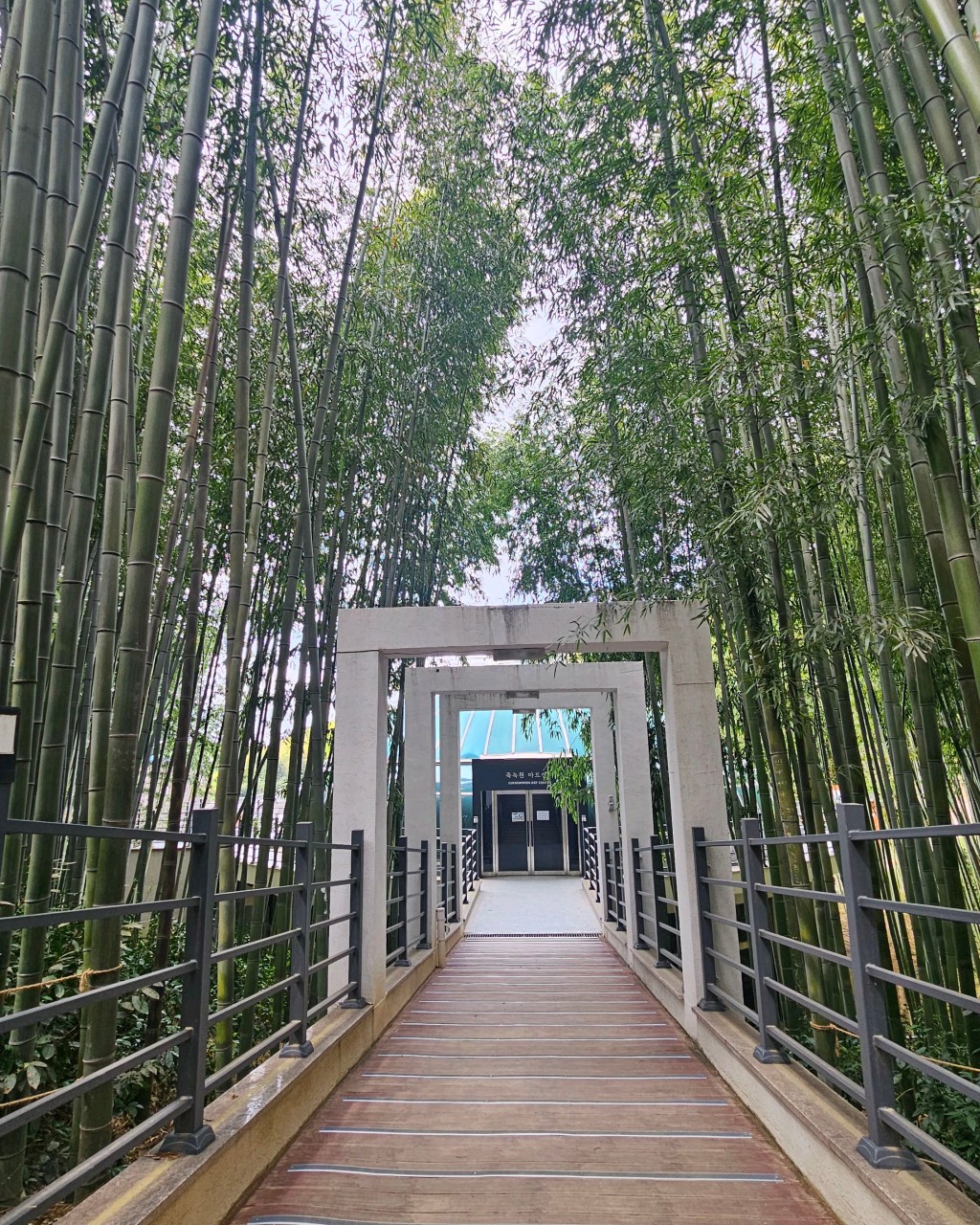 죽녹원 안 대나무 숲길 사진