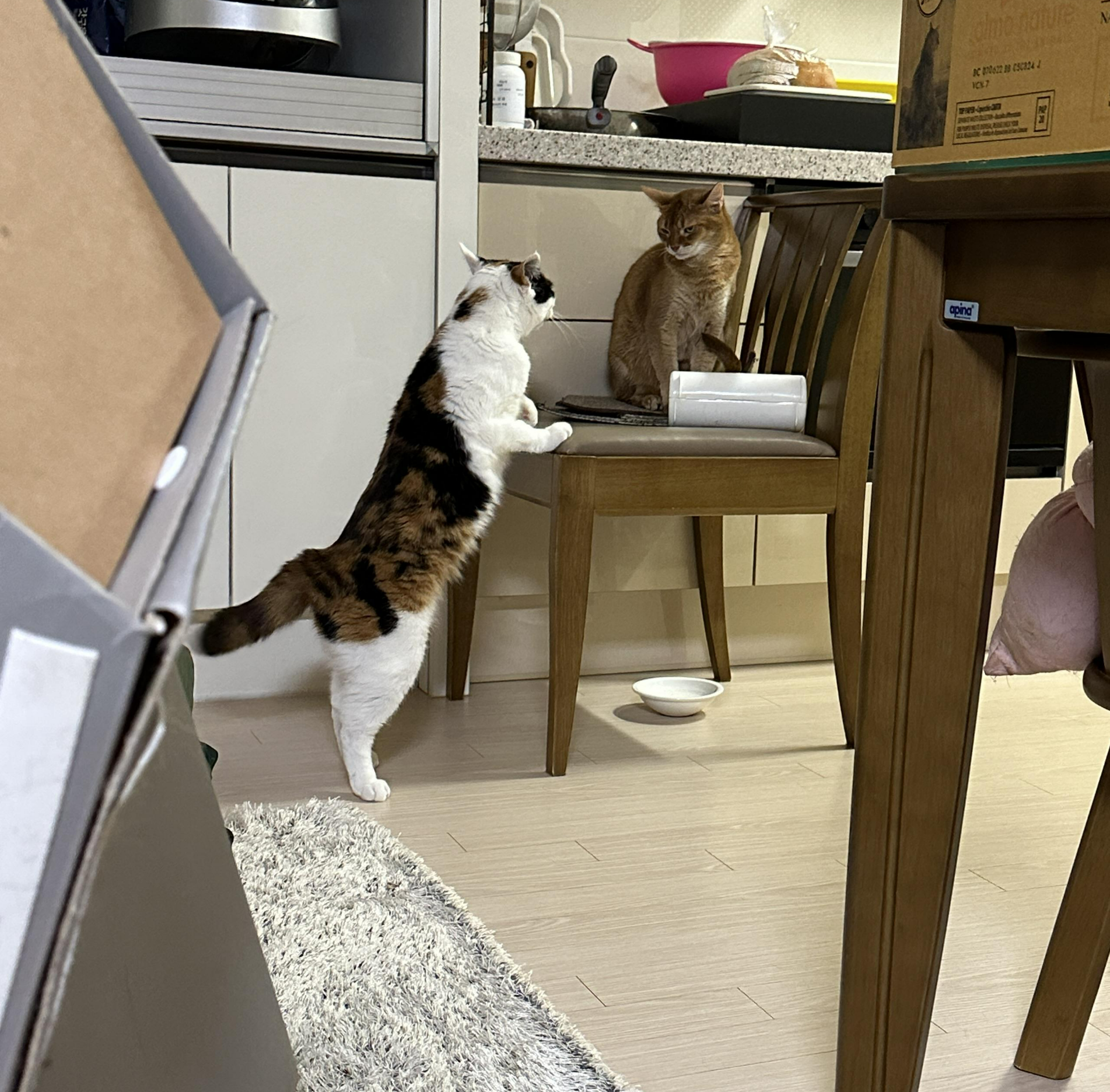 루나한테 시비 걸고 있는 요미 (feat. 평화의 상징 건이)