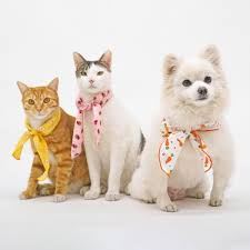 반려동물 건강 관리 팁