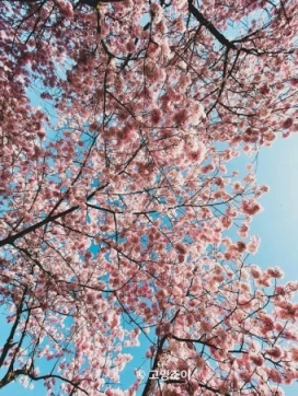 2026 진해군항제 일정