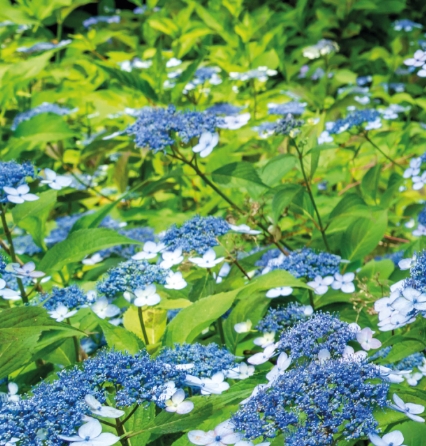 화담숲 수국 축제